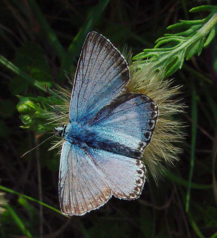 DSC13681Blue