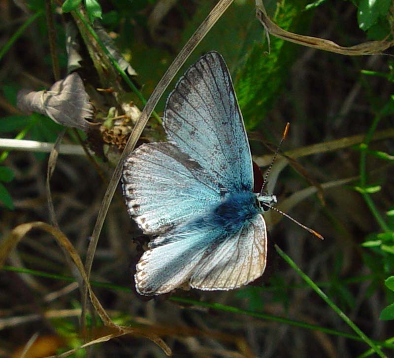 DSC13697Blue