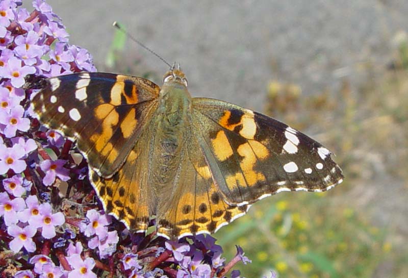 DSC13738PaintedLady