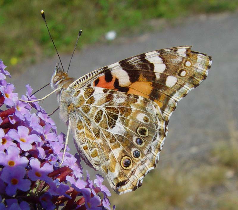 DSC13740PaintedLady