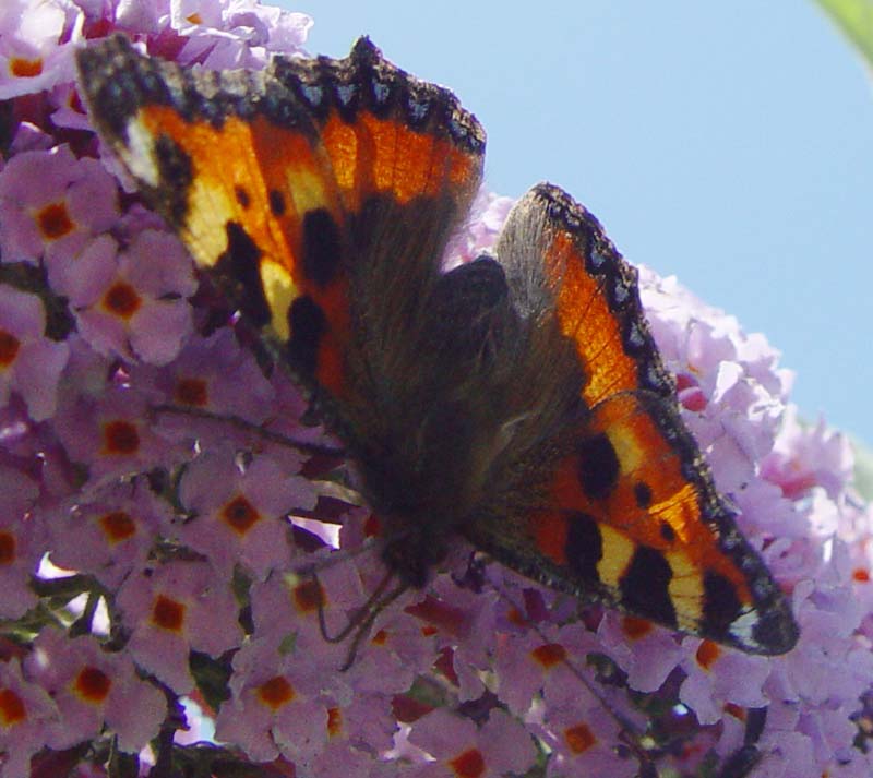 DSC13820SmallTortoiseshell