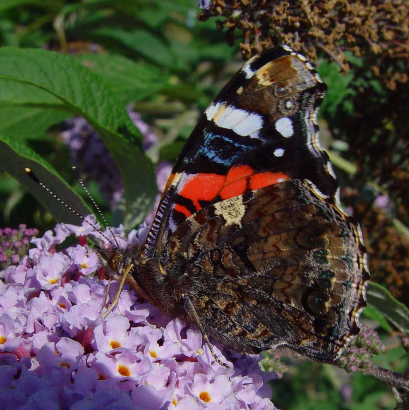 DSC13844RedAdmiral