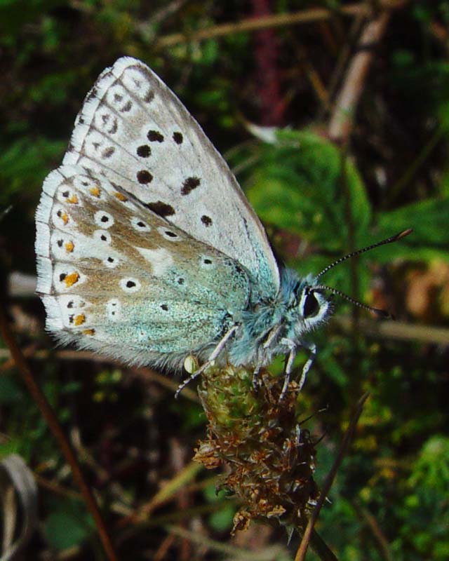 DSC13855ChalkHillBlue