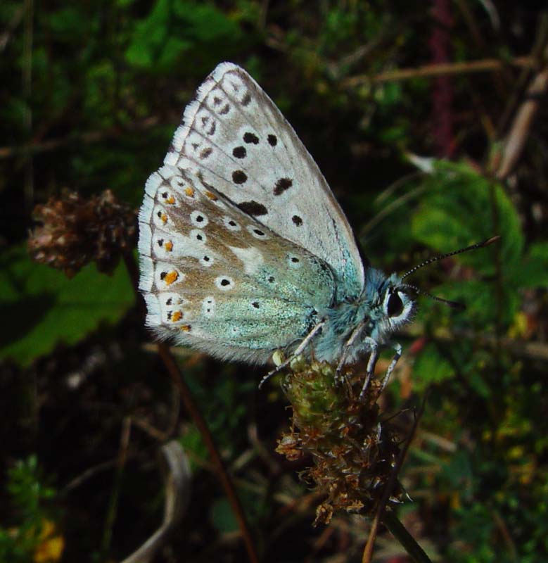 DSC13856ChalkHillBlue