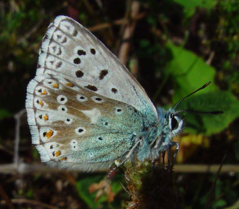 DSC13857ChalkHillBlue