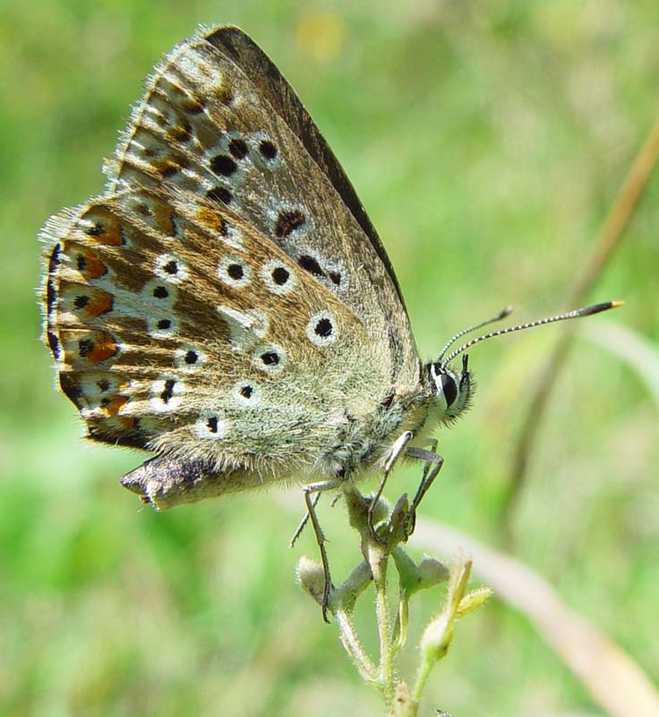 DSC13868ChalkHillBlueFemale