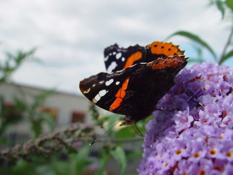 DSC13907RedAdmiral