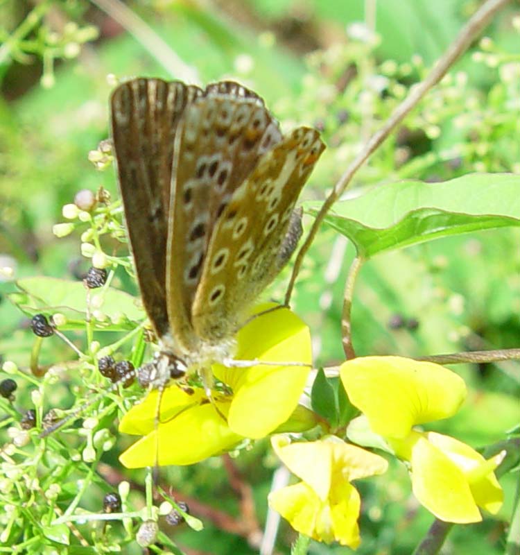 DSC13918Blue