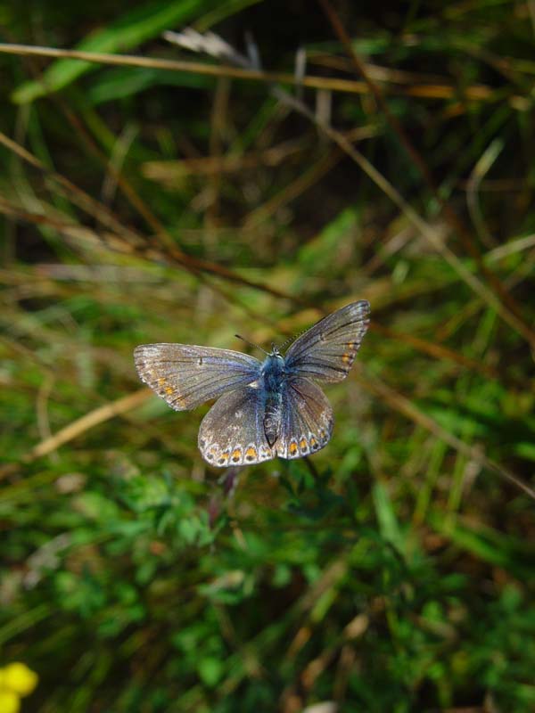 DSC13978Blue