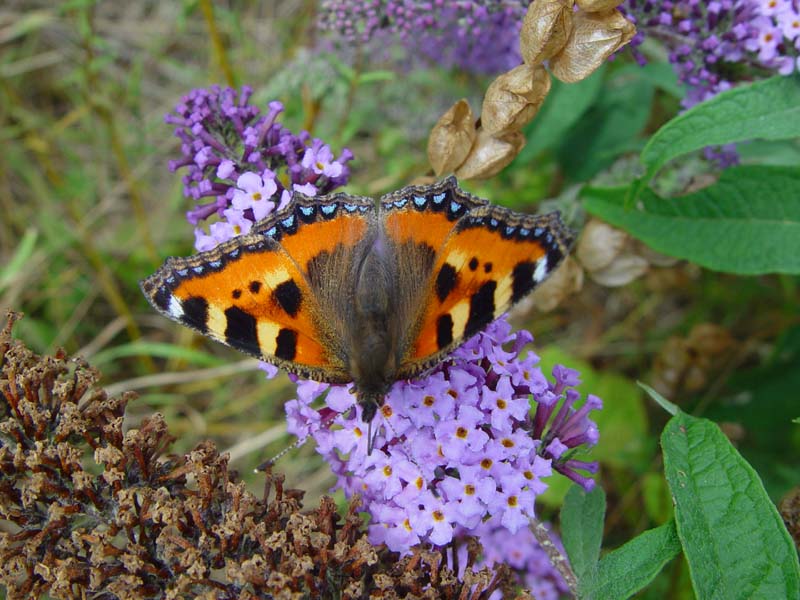 DSC14021SmallTortoiseshell