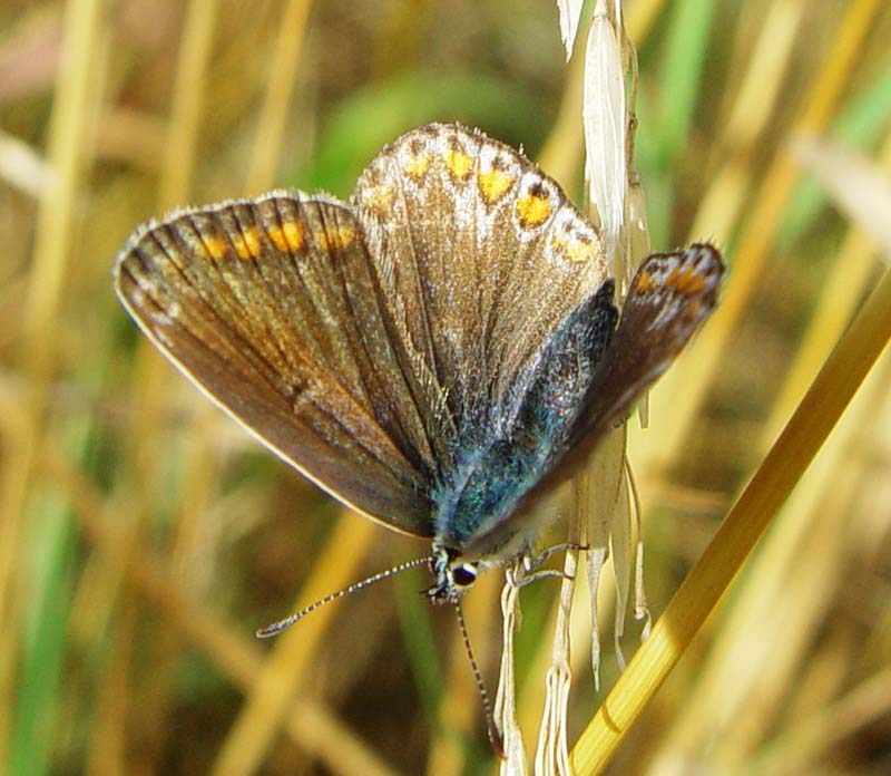 DSC14072blue