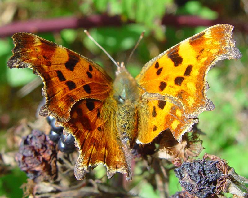 DSC14428Comma