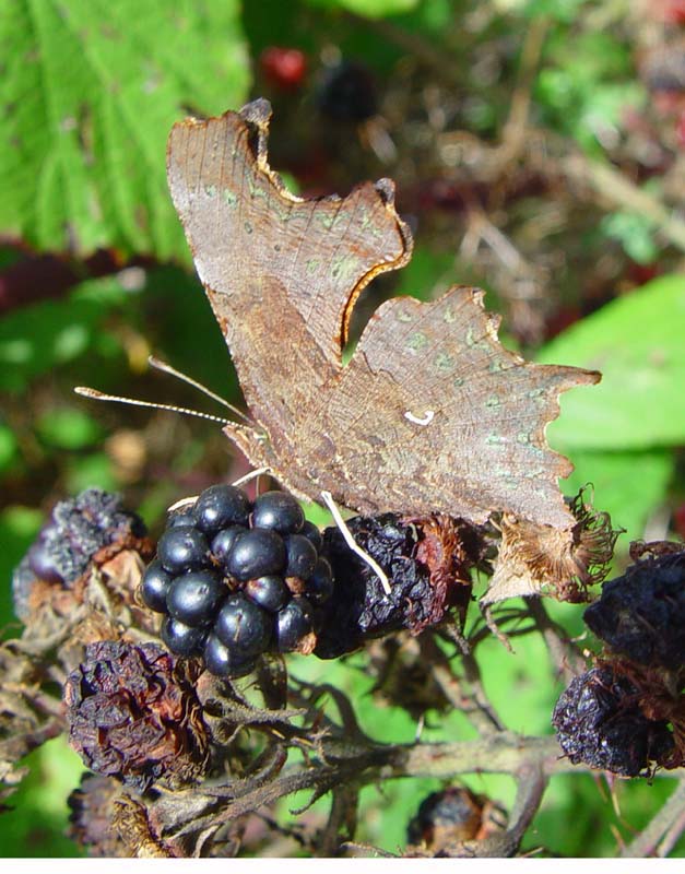 DSC14430CommaBlackberry