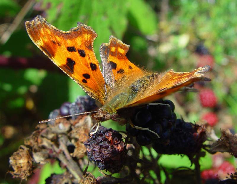 DSC14434Comma