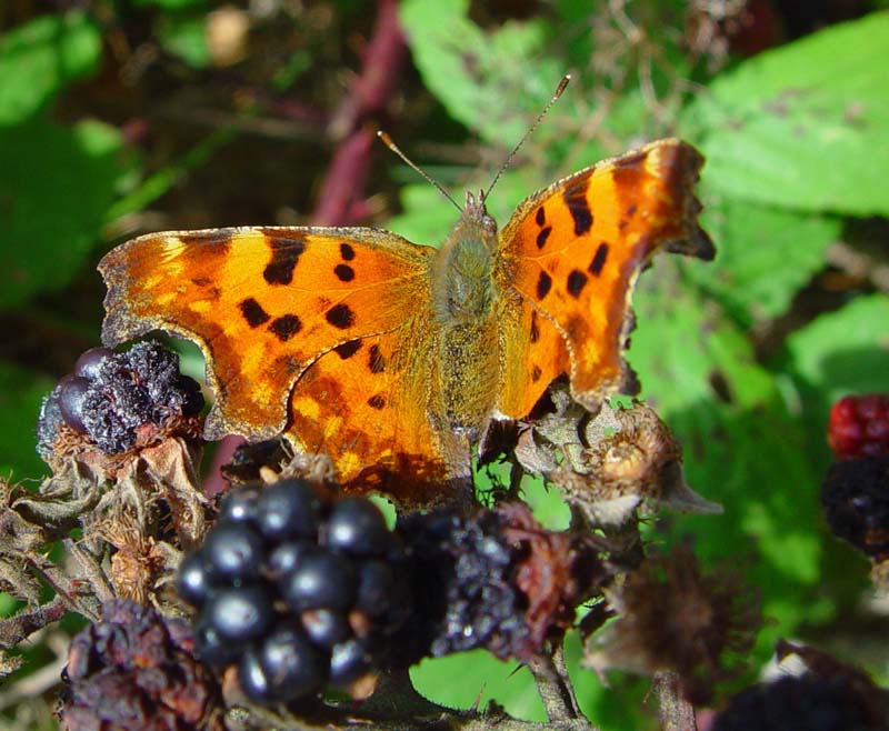 DSC14436Comma