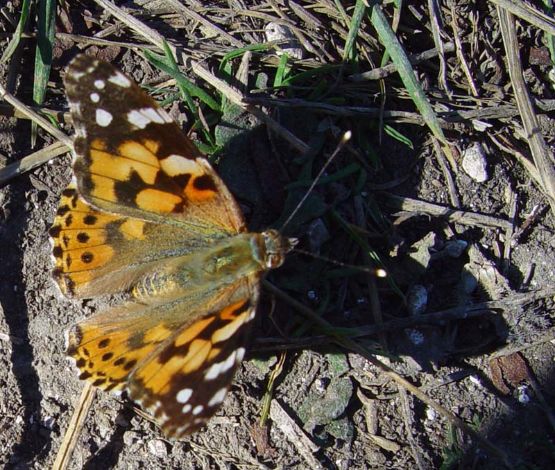 DSC14657PaintedLady