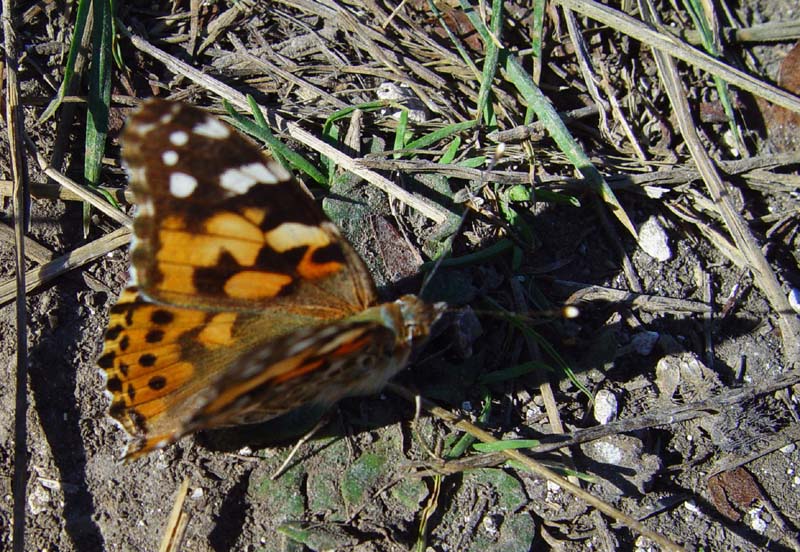 DSC14660PaintedLadyCrop