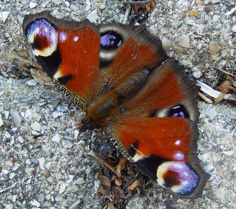 DSC14692Peacock