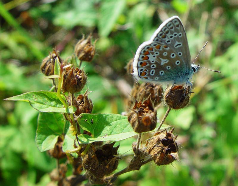 DSC14710ChalkHillBlue1