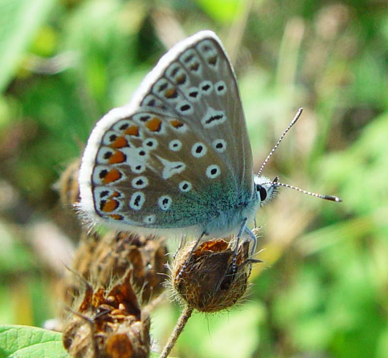 DSC14710ChalkHillBlue2