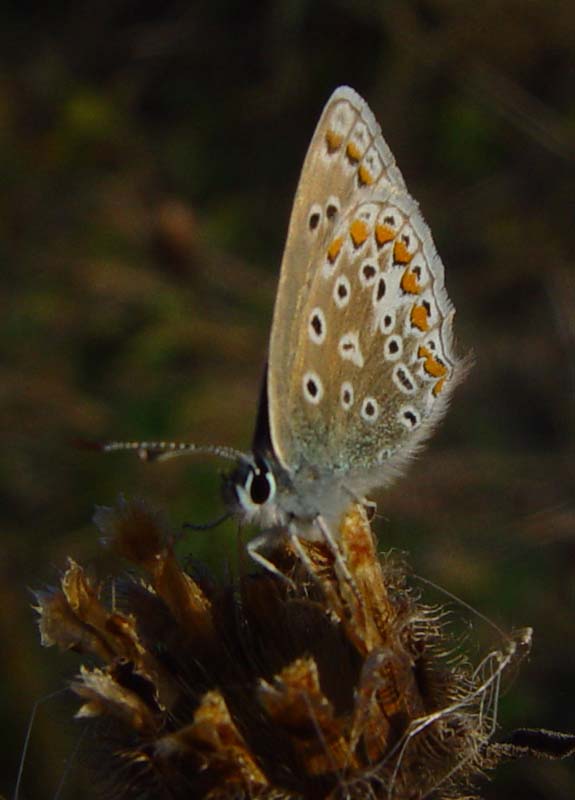 DSC14892Blue