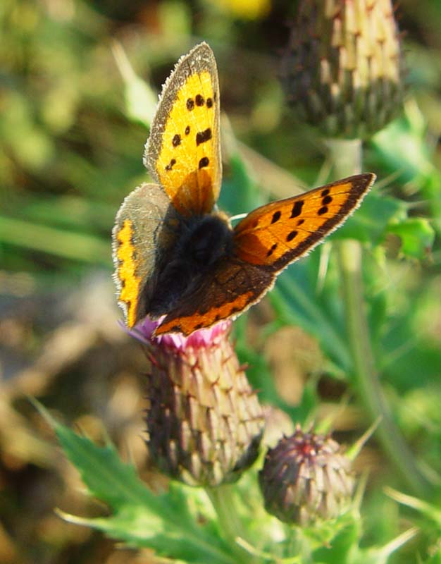 DSC14901SmallCopper