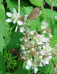 DSC12264RingletBramble