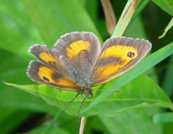 DSC12275Gatekeeper