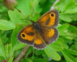 DSC12385Gatekeeper