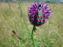 DSC12607BurnetMoth