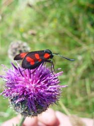 DSC12644BurnetMoth