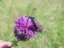 DSC12646BurnetMoth