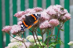 DSC12833RedAdmiral