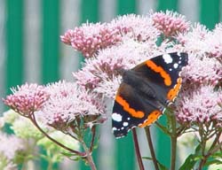 DSC12834RedAdmiral