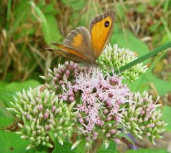 DSC12835Gatekeeper