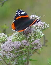 DSC12838RedAdmiral