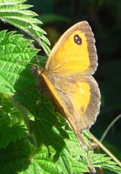 DSC12880Gatekeeper