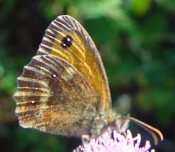 DSC12885Gatekeeper