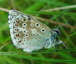 DSC12999ChalkhillBlue