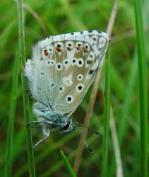 DSC13000ChalkhillBlue