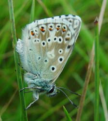 DSC13001ChalkhillBlue