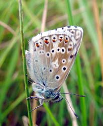 DSC13003ChalkhillBlue