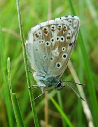 DSC13006Chalkhillblue