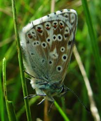 DSC13008Chalkhillblue