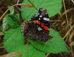 DSC13020RedAdmiral