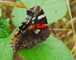 DSC13028RedAdmiral