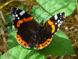 DSC13038RedAdmiral