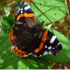 DSC13040RedAdmiral