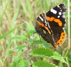 DSC13043RedAdmiral1