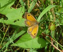 DSC13047Gatekeeper